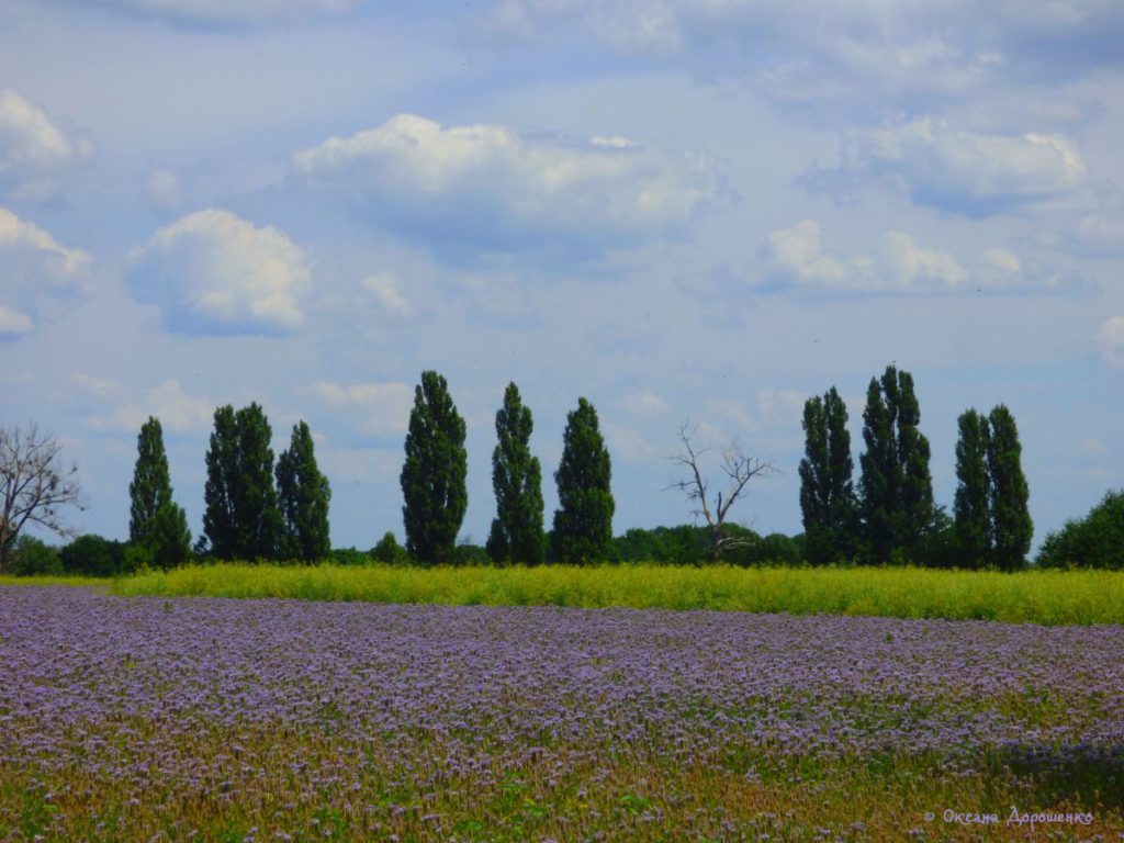 Поле фацелії