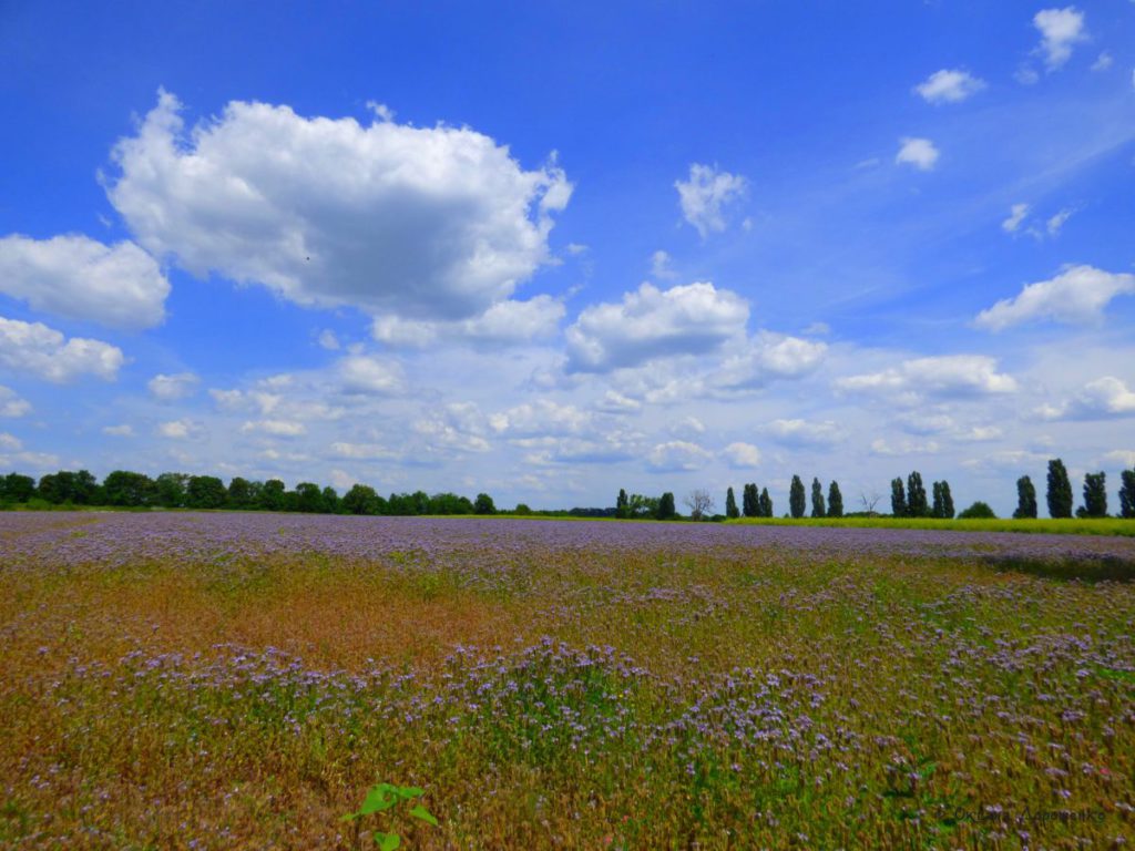 Поле фацелії
